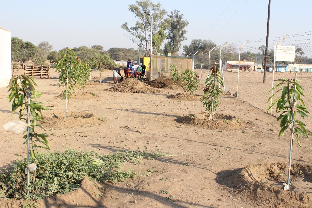 RCCA_Youth's tweet photo. Greening Tongogara Refugee Settlement, Zimbabwe! Our dedicated team is on the ground, transplanting seedlings, sowing seeds in germinating pots, and pruning mature trees. Youth-led community service in action! #Sustainability #ClimateAction #RefugeeEmpowerment #GreeningTheFuture https://t.co/CH3F3m6adf