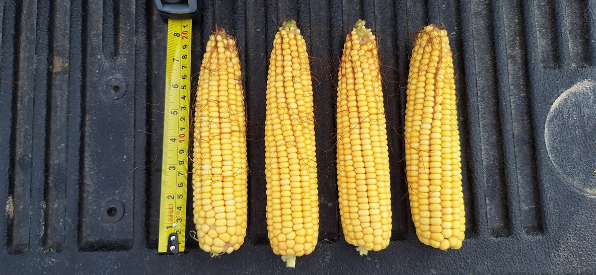 Devin Homick tweet media