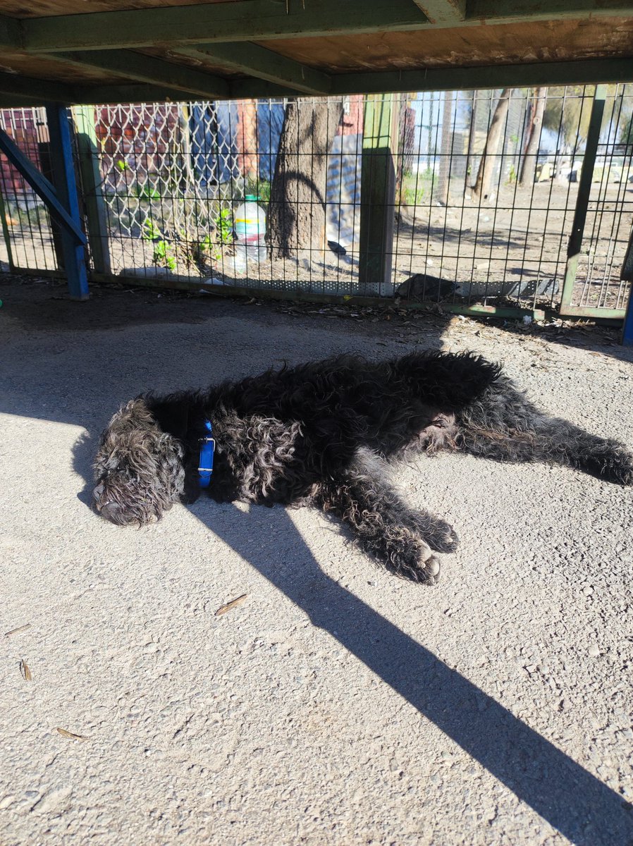 Perrito recién llegado a Estadio Lo Prado de comuna de  #elbosque . Está perdido o abandonado 
Viralizar por favor