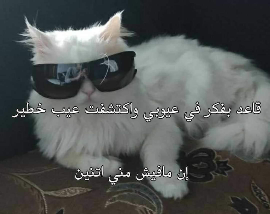 Arab Memes (@arabmemesss) on Twitter photo 