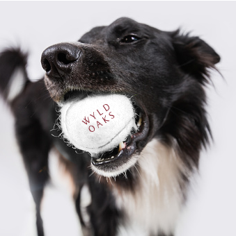 WyldOaks's tweet image. Bounce over to our booth, #2060, where we&apos;re giving away a little BARK park fun in celebration of the 2 dog park concepts revealed at ICSC and available now for public voting to determine the winner.

#BranchOut #WyldOaks #SaveTheDate #ICSC #BARK #AmericasTopDogPark