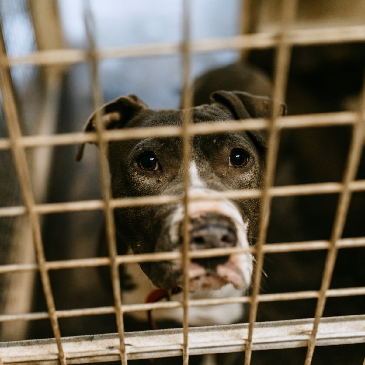 La SPA France tweet media