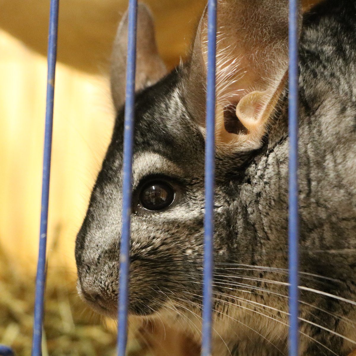 La SPA France tweet media