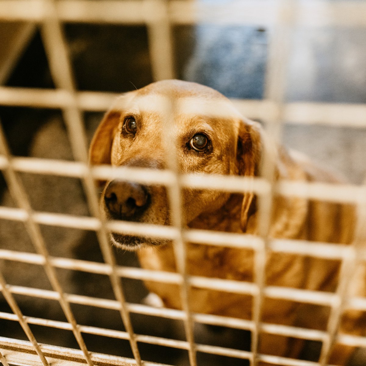 La SPA France tweet media