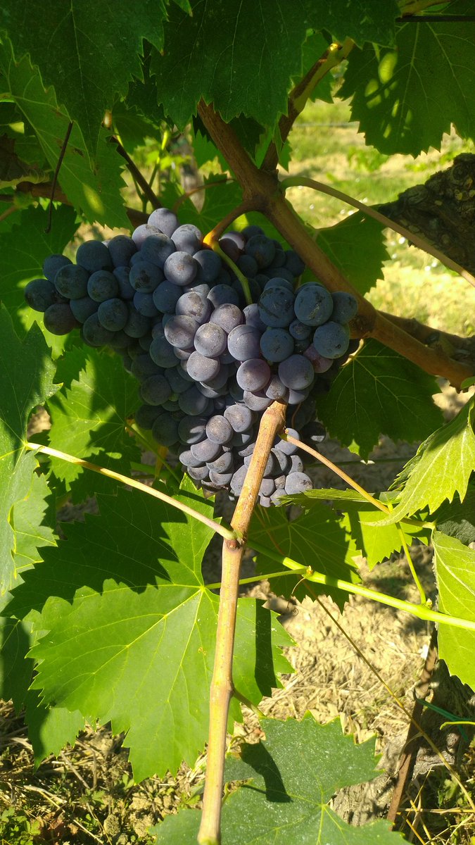 TuscanVines ® (@johnmfodera) on Twitter photo Updated! The latest on #Harvest24. #Tuscanvines <a href="/campochiarenti/">Campochiarenti 🇮🇹®</a> <a href="/Liam3494/">Liam Mycroft</a> <a href="/RussellVine1981/">Passione Divina</a> <a href="/S_Andreoni/">Sabatino</a> <a href="/Sassodoro/">Sassodoro</a> <a href="/CoastCabCritic/">Coastal Cab Critic</a> <a href="/Vino101net/">Vino101</a> <a href="/talkavino/">Talk-a-Vino</a> <a href="/MTLWINEGUY/">MTL WINE GUY🍷🇮🇹</a> <a href="/GunsAndGrenache/">🇺🇸 Rooftop Deplorable</a> <a href="/pietrosd/">🍾🍷PIETROVINI🍷🍾</a> <a href="/teej61/">Ramblin’ Medici</a> <a href="/cynthia_hayes/">Cinzia Hayes</a> <a href="/gasgal87/">gasgal87</a> <a href="/Ornellaia/">Ornellaia</a> <a href="/lebonvinfr/">Le Bon Vin #inmyglass</a>
johnfodera.com/harvest-report… Updated! The latest on #Harvest24. #Tuscanvines <a href="/campochiarenti/">Campochiarenti 🇮🇹®</a> <a href="/Liam3494/">Liam Mycroft</a> <a href="/RussellVine1981/">Passione Divina</a> <a href="/S_Andreoni/">Sabatino</a> <a href="/Sassodoro/">Sassodoro</a> <a href="/CoastCabCritic/">Coastal Cab Critic</a> <a href="/Vino101net/">Vino101</a> <a href="/talkavino/">Talk-a-Vino</a> <a href="/MTLWINEGUY/">MTL WINE GUY🍷🇮🇹</a> <a href="/GunsAndGrenache/">🇺🇸 Rooftop Deplorable</a> <a href="/pietrosd/">🍾🍷PIETROVINI🍷🍾</a> <a href="/teej61/">Ramblin’ Medici</a> <a href="/cynthia_hayes/">Cinzia Hayes</a> <a href="/gasgal87/">gasgal87</a> <a href="/Ornellaia/">Ornellaia</a> <a href="/lebonvinfr/">Le Bon Vin #inmyglass</a>
johnfodera.com/harvest-report…