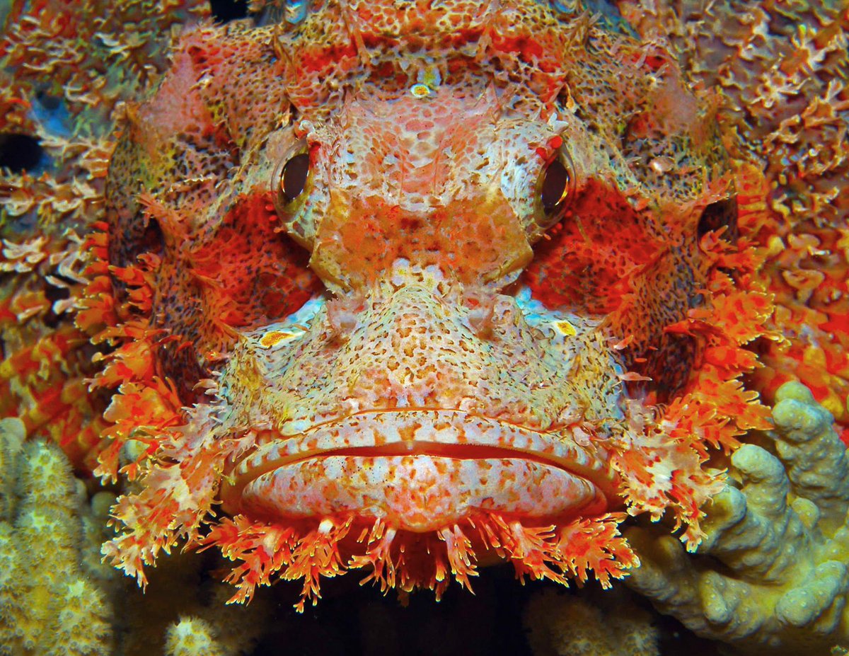 Scorpionfish possess spines that carry potent venom. A sting from these spines can be deadly to other animals and excruciatingly painful for humans. Since scorpionfish are not aggressive by nature, most encounters and subsequent poisonings occur by accident. #fish