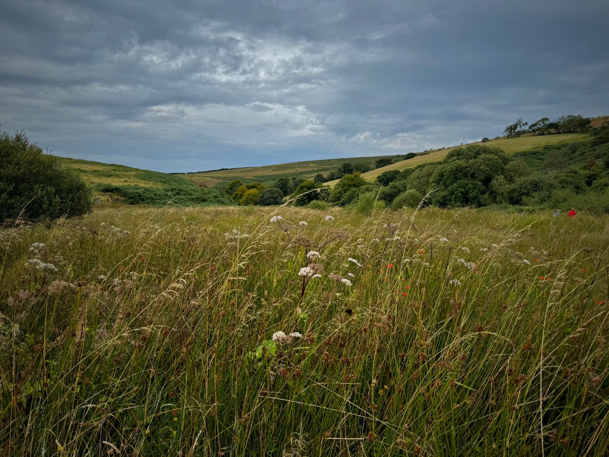 Picnic time at Landacre Bridge. #Exmoor #Greyhound