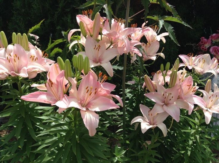pink lillies