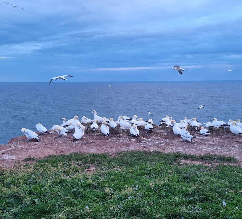 Proj_GREENLand's tweet photo. Research Visit to Alfred Wegener Institute. A two-week intensive course in #microplastic analysis was held in June. It was attended by researchers from Educons University. 
More info: https://t.co/43u6JtW9Wk https://t.co/sj7N2yCOBa