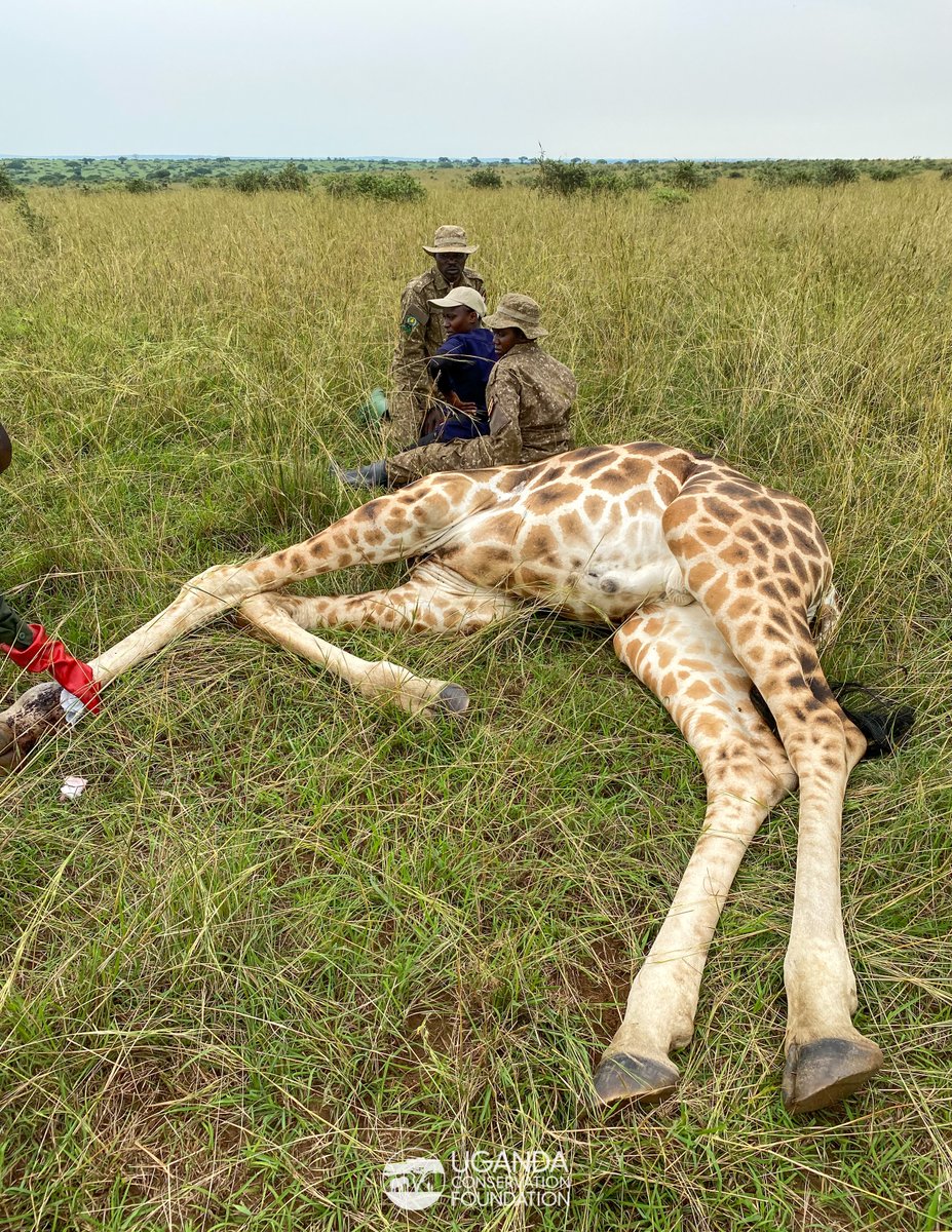 UgandaCF's tweet photo. In Murchison Falls National Park, our veterinary team, led by Dr. Crispus Singoma and joined by intern Dr. Rebecca Nakato, has been tirelessly working alongside the Uganda Wildlife Authority (UWA) Veterinary team. From emergency rescues to routine health surveillance

1/5 https://t.co/1AEYRrNFzo