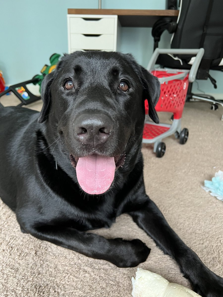 MiloManBlackLab's tweet photo. Mom missed #InternationalDogDay but she said it’s okay because everyday is dog day in our house 😂😋 https://t.co/vsbNbVcnmg