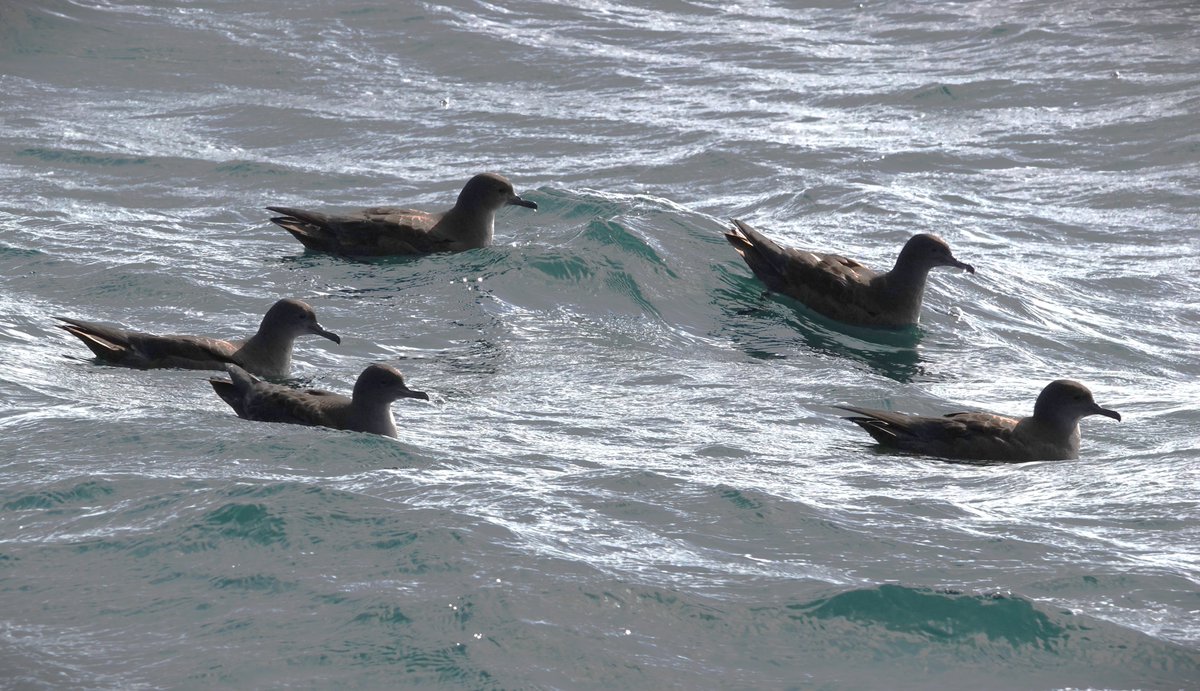 MalleyAndrew's tweet photo. @YCNature Excellent trip yesterday morning out of Staithes.....recording cetaceans with a minimum of 23 Minke Whales seen and possibly many more, mostly feeding in areas of Herring spawn. Seabirds didn`t disappoint with a Great Shearwater and a small raft of Sooty Shearwaters. https://t.co/CIrSp0x41U