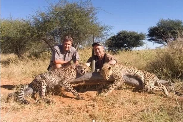 Trophy hunter Cameron Hopkins bragged about killing three Cheetah cubs and posted the dead bodies online.

The scumbag even boasted: “My name is Cameron Hopkins and I proudly killed three Cheetah cubs… I’d do it again. 🤬

#EndTrophyHunting NOW!

@RickyGervais <a href="/PeterEgan6/">Peter Egan</a>
