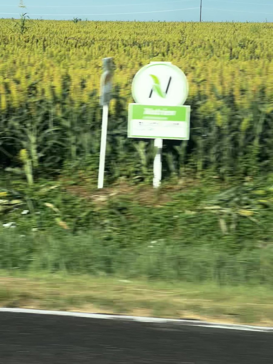 I didn’t think the milo was so bad they needed to fly the ear backwards <a href="/ksplowjockey/">Kyle Zimmerman 🌾 🌾</a>