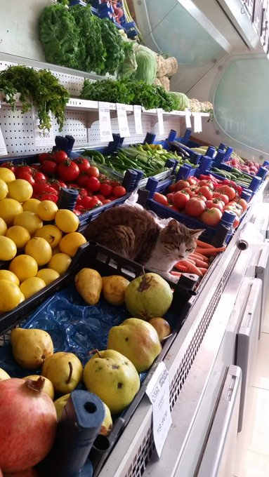Şu fotoğrafı ülkedeki marketin birinde çektim.

Bu, rezalet değilse nedir?????????????

Türkiye Hindistanlaştırılamaz!!!!!!!!!!!!!!!!!!!!

#YasayıUygulayacağız #yasayıuygulayın
<a href="/GuvenliSokaklar/">Güvenli Sokaklar Derneği</a> <a href="/GuvenliSehirler/">Güvenli Şehirler</a>