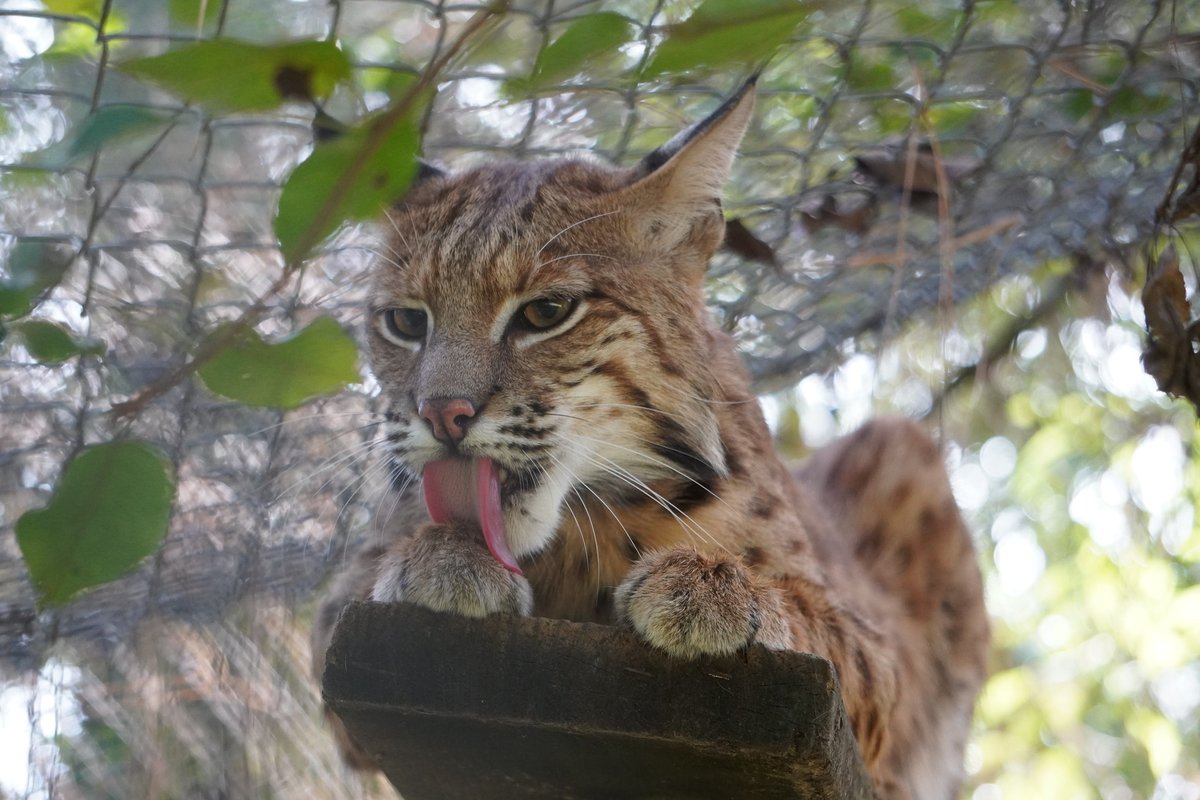 #TongueOutTuesday Just like your cats, bobcats groom to remove dirt, stay clean, and regulate temperature. 🐱🌲 Grooming keeps their fur healthy and waterproof. Next time you see your cat grooming, remember they share this with wild cousins! 🌟

Pictured: Cairo Bobcat.