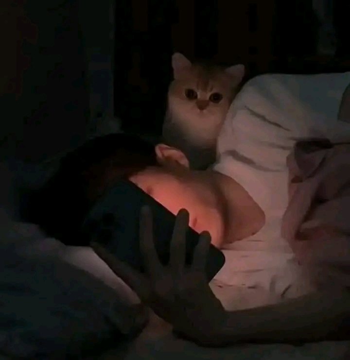 nocontextscats's tweet image. Im watching u