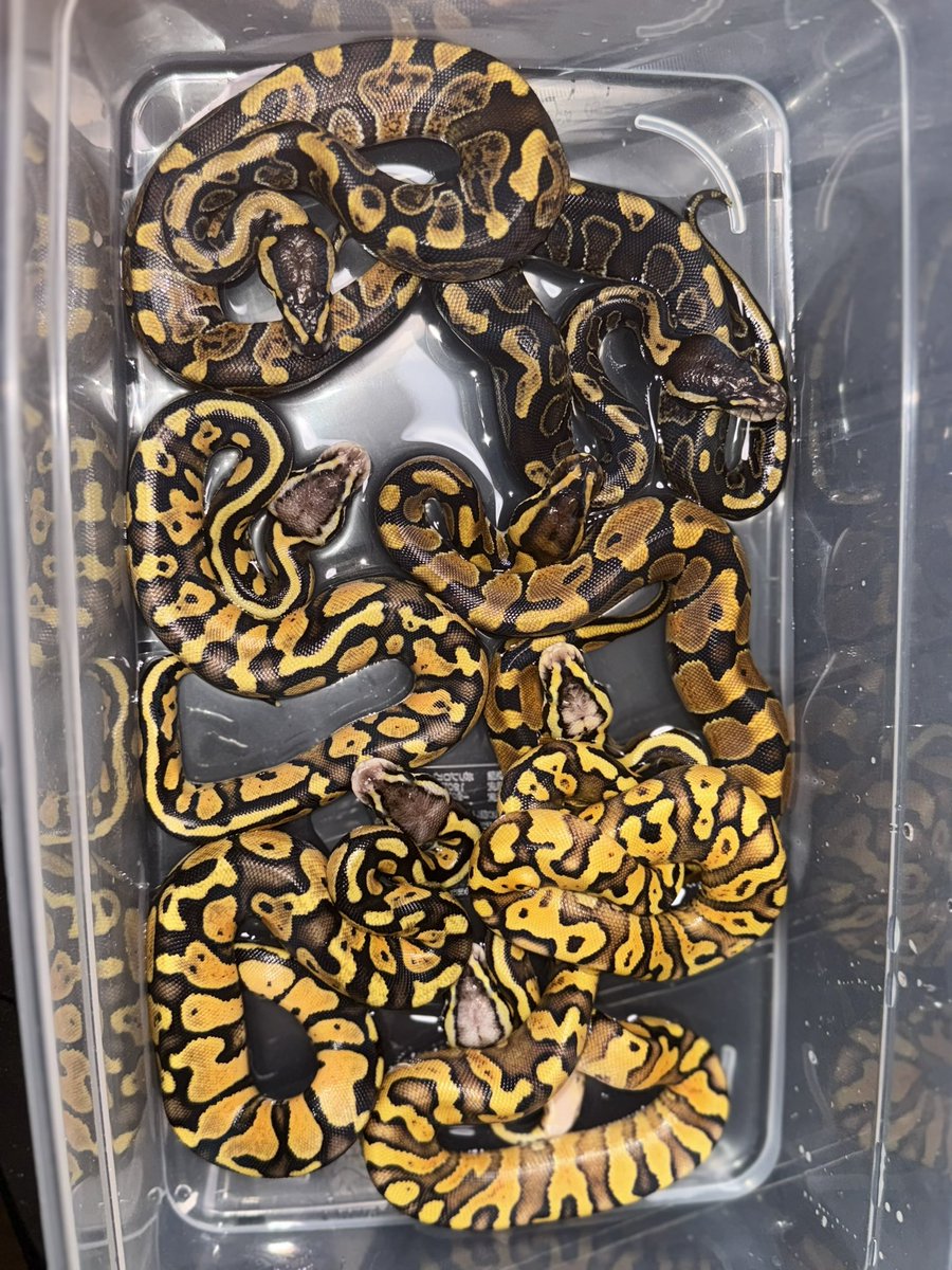 パステルTSKアザン♀×GHIエンチアスファルト♂

なかなか居そうで居ないのでヘテロ取りしました🐍

#ONE
#販売個体
