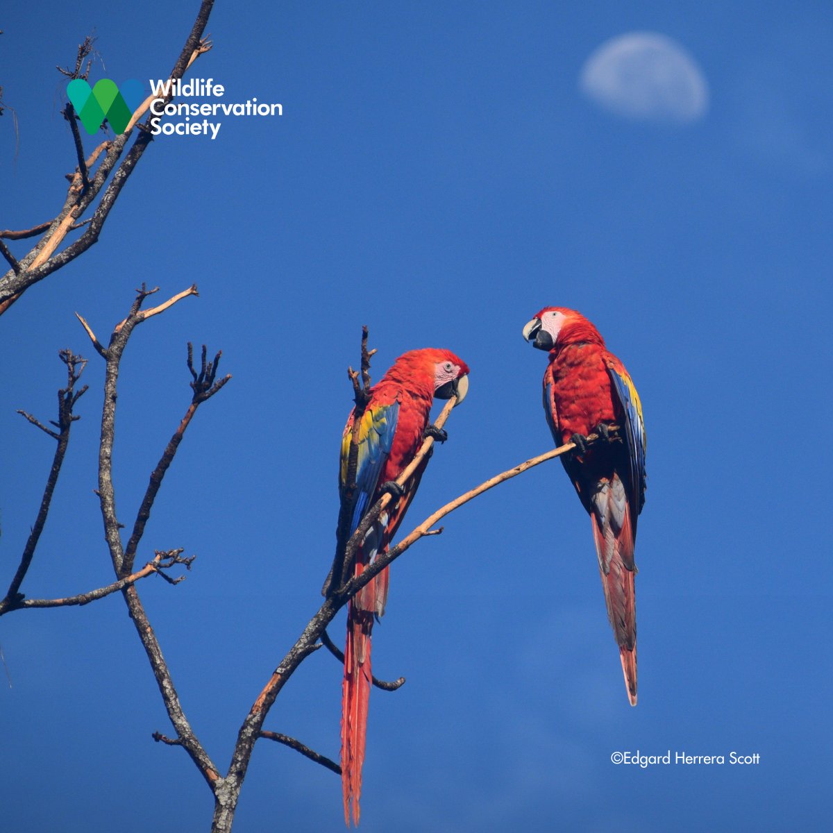 WCS_Mesoamerica's tweet photo. Comunidades indígenas en la #Moskitia dan su consentimiento para que #Warunta sea área protegida. Un paso clave para defender sus territorios. Con apoyo del Gobierno de Honduras y su campaña "Cero Deforestación".

Más info en: https://t.co/kzTgGtkLGf

@ICFHonduras https://t.co/tS3k4luhRi