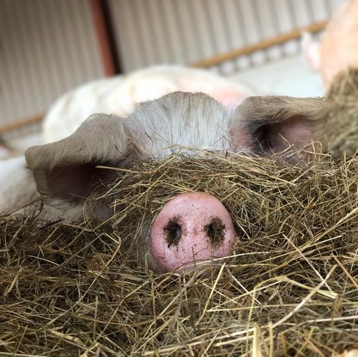 RathboneKim's tweet image. &quot;In a world filled with people who couldn&apos;t care LESS
Be someone who couldn&apos;t care MORE
Please become a #Pigoneer Only £2.50/$3.50 a month  
A #Pigoneer is a pioneer for pigs and the FIRST GLOBAL FEED CLUB for an entire herd rescued from slaughter❤️🐷⬇️
 globalvegancrowdfunder.org/pigoneer-2000-…