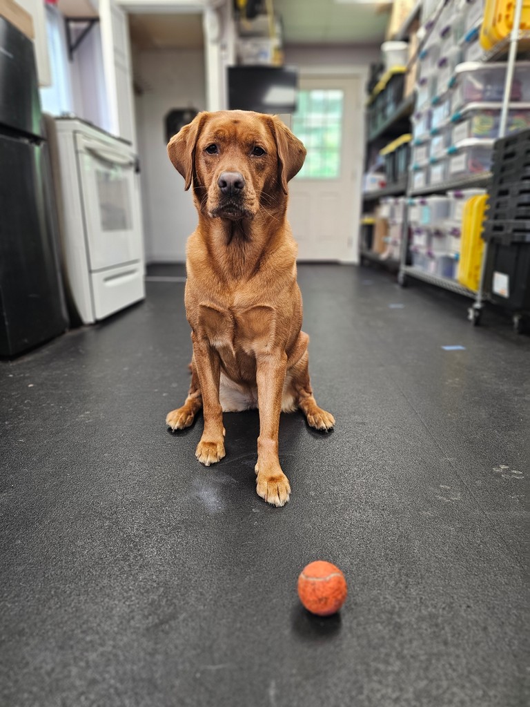 DamnGoodRopeCo's tweet photo. A day late for national dog day! Annie the shop manager is handling all the hard work. One could say... she's on a roll! #Justthrowit
.
.
.
#nationaldogday #shibari #ropebondage #ropesuspension #kink #hemprope #juterope #jute #damngoodbondagerope
#damngoodropecompany https://t.co/Csi2yJTVKC