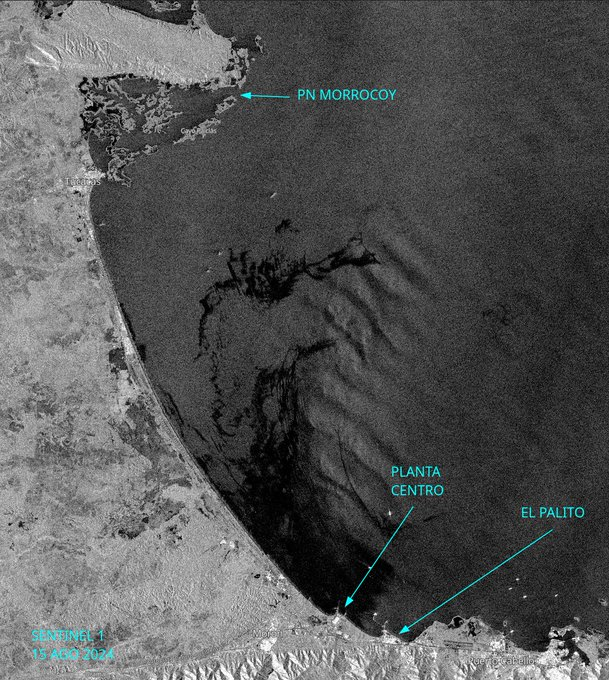 diodon histrix tweet media