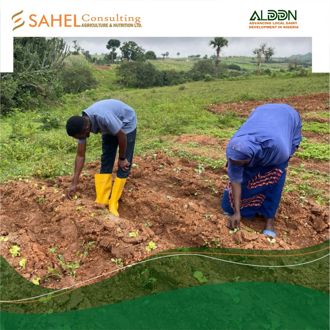 sahelconsulting's tweet photo. Empowering smallholder dairy households through home gardening! ๐ฑ Recent visits in Plateau & Kaduna focused on garden maintenance amid drought. Together, weโre building resilience & boosting nutrition. ๐ช๐พ #DairyDevelopment #FoodSecurity #ALDDN https://t.co/jTqObDzIMV