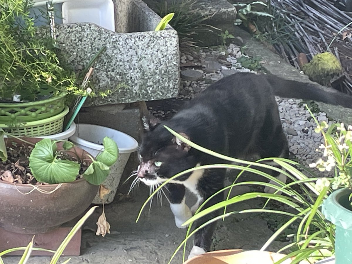 shouko_win's tweet photo. 推しの地域猫に遭遇した。久々過ぎる。勝手に"カンフーマスター"って呼んでいる。 https://t.co/DFllGLcWdx