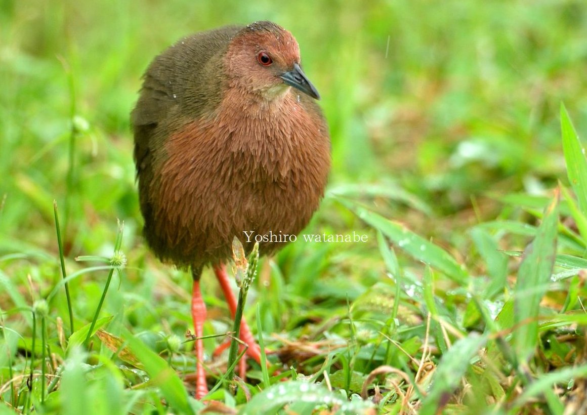 赤い鳥たち.Red birds.(時計回り)メジロガモ,ヒクイナ,サルハマシギ,リュウキュウヨシゴイ.(Clockwise)Ferruginous Duck,Ruddy-breasted Crake,Curlew Sandpiper,Cinnamon Bittern.#birds #wildlife #nature #wildbirds #birdphotography #wildlifephotography #NaturePhotography #野鳥 #野鳥写真