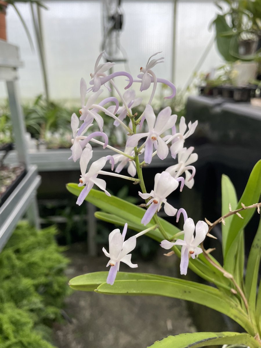 eliteorchids's tweet photo. Neostylis Lou sneary ‘Norman’ for sale - currently in flower £44.25 including delivery . Please PM me if interested. #eliteorchids #orchids #orchidee #orchide #orchidsofinstagram #orchidsforsale https://t.co/AQDAuWrREr