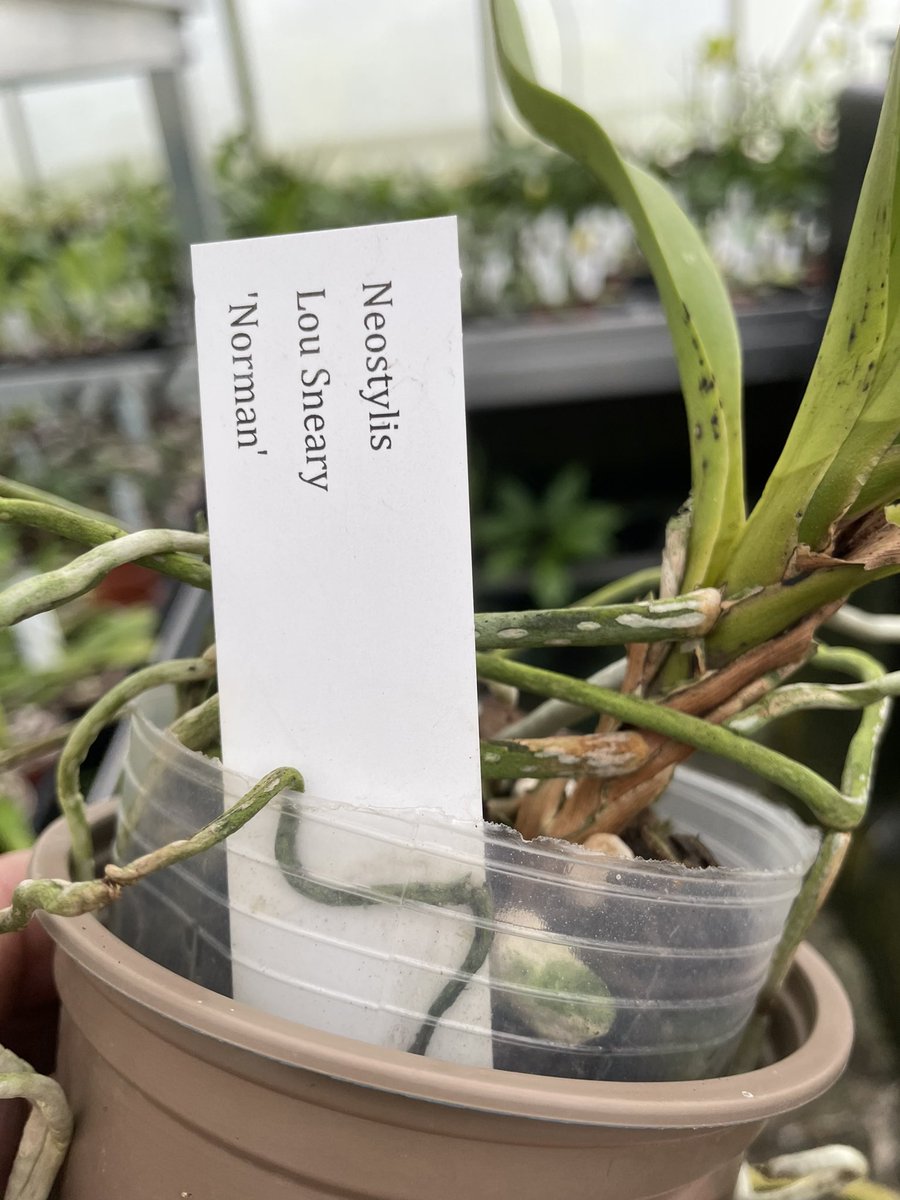 eliteorchids's tweet photo. Neostylis Lou sneary ‘Norman’ for sale - currently in flower £44.25 including delivery . Please PM me if interested. #eliteorchids #orchids #orchidee #orchide #orchidsofinstagram #orchidsforsale https://t.co/AQDAuWrREr