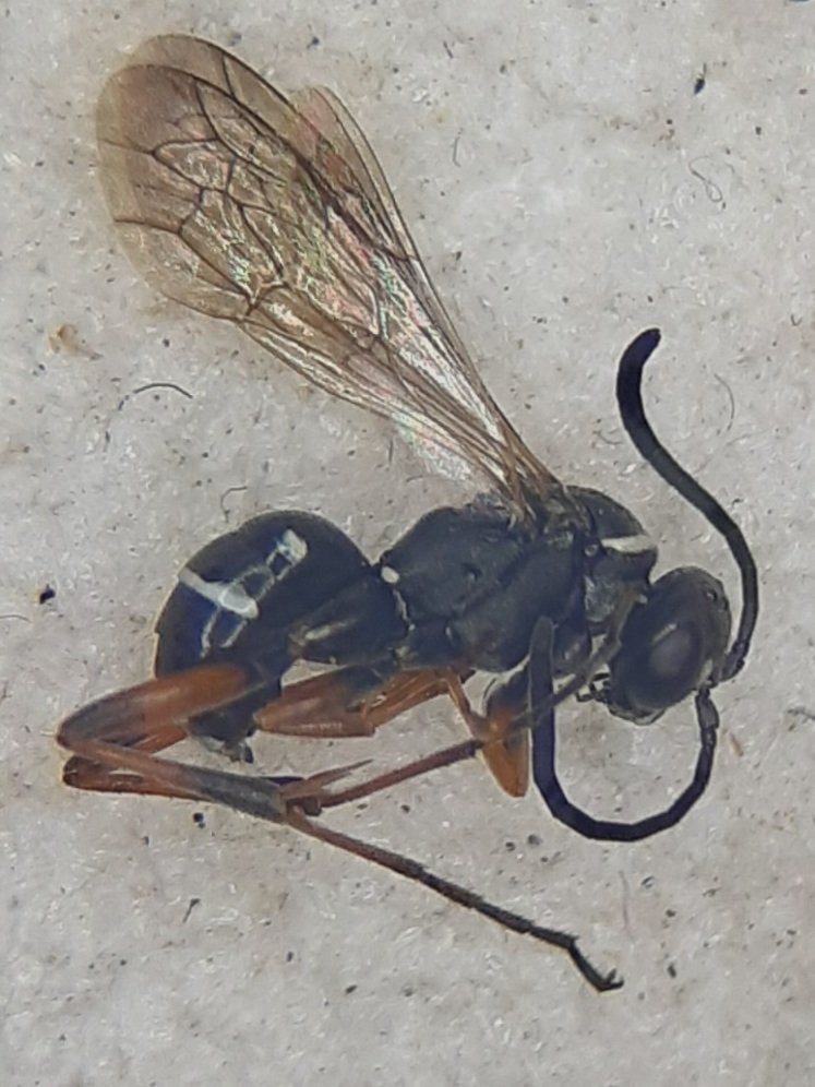 FarmInvertsUK's tweet photo. What's a #spider afraid of? A #pompilid wasp.
What's a pompilid wasp afraid of? A pompilid-mugger wasp.
Fascinating breeding strategy.
Ceropales maculata male from East Suffolk yesterday. https://t.co/GLutSx3lhb