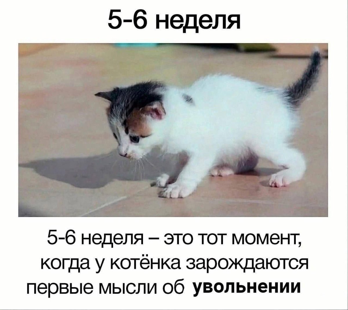 DantesDmitriy's tweet photo. https://t.co/pmeixTTLgF