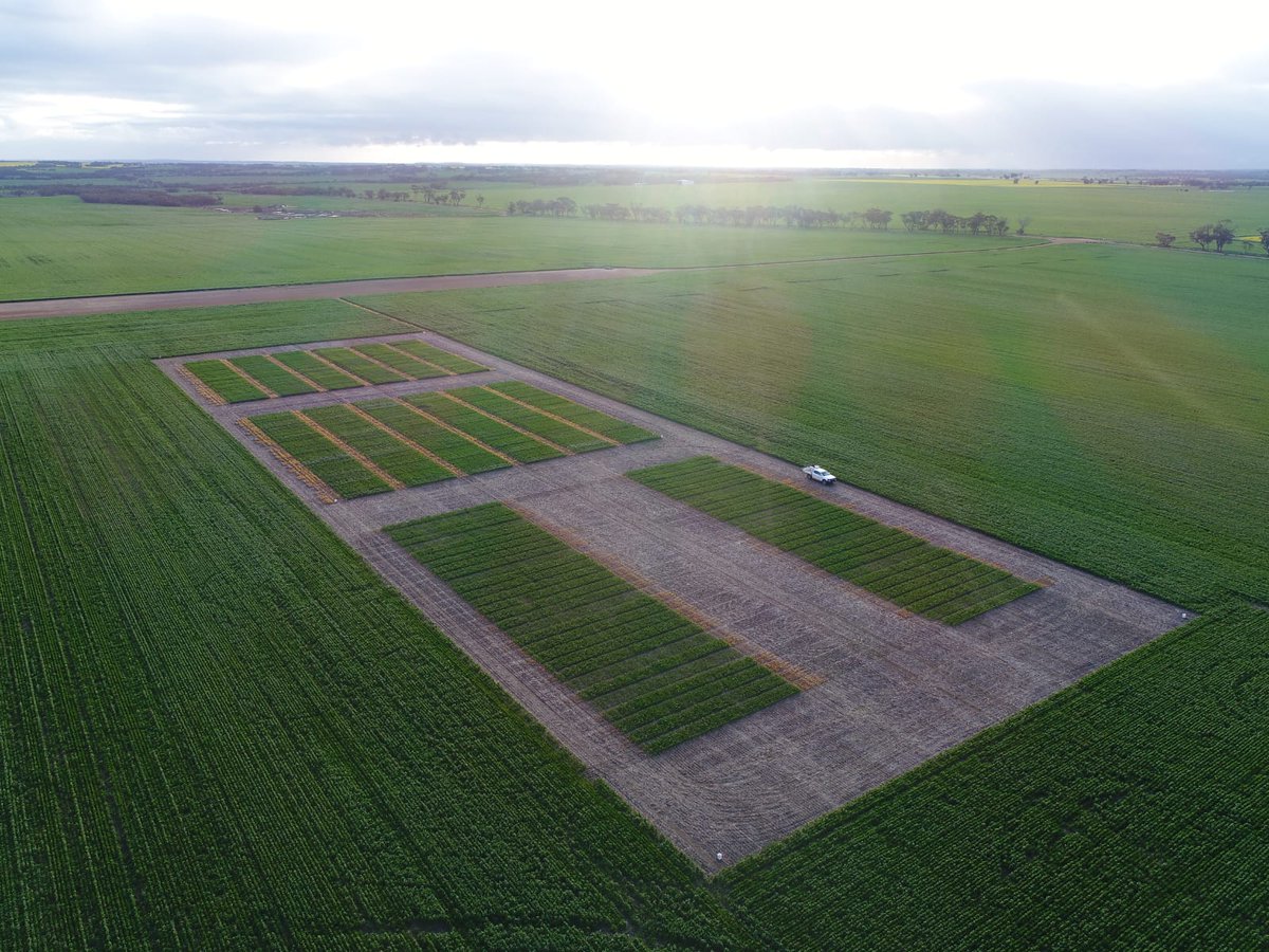 NVT Bolgart looking 👌. #NVTProvider <a href="/GRDC_NVT/">GRDC National Variety Trials (NVT)</a>
