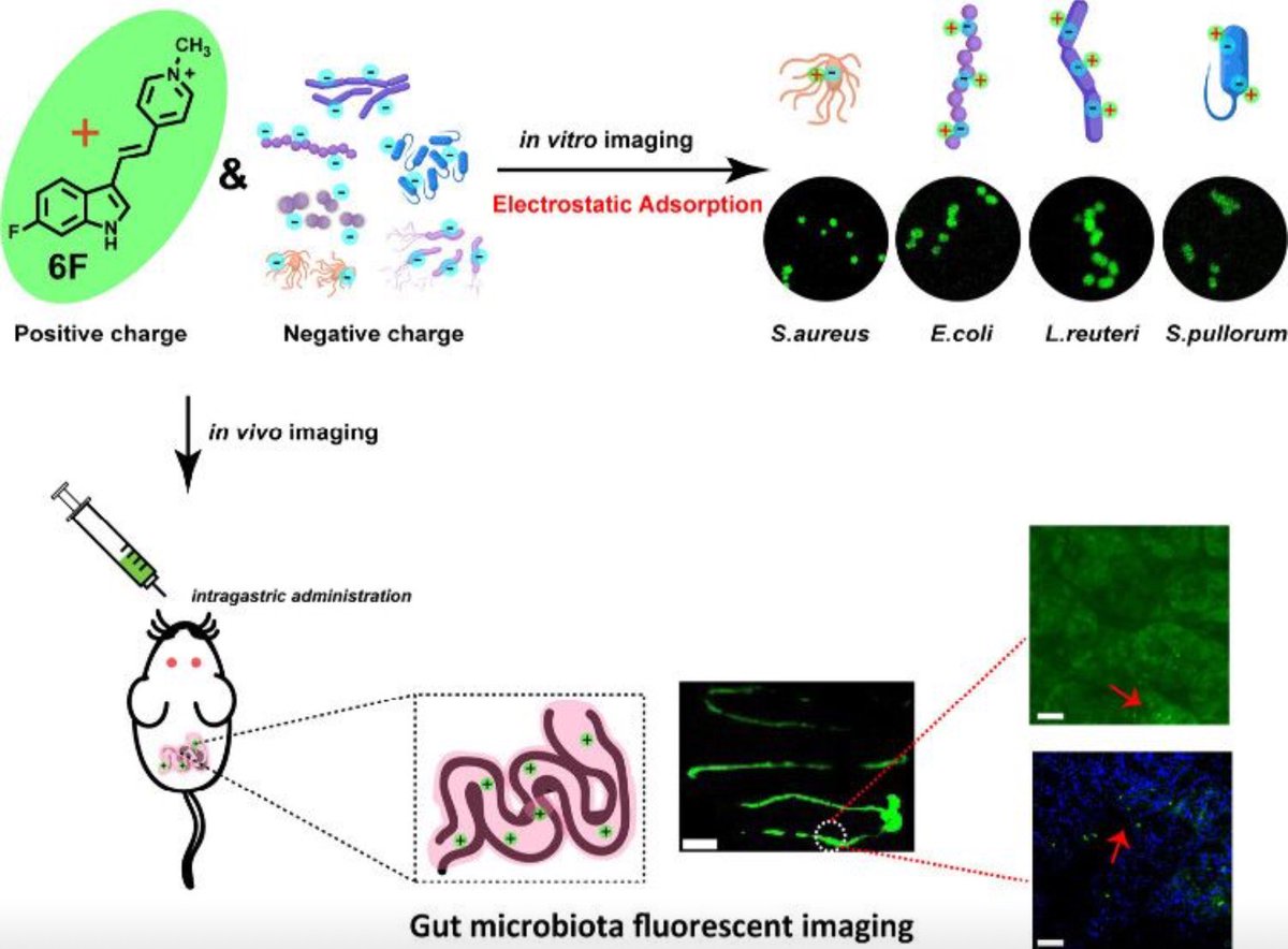 ✨LATEST STUDY✨

💡Lighting Up the #Gut

This study provides a novel approach to #gutmicrobiota imaging using the #fluorescentdyes EF and 6F, with 6F standing out as the better candidate due to its enhanced #fluorescence properties and biocompatibility.

 lnkd.in/g6S-2y2A