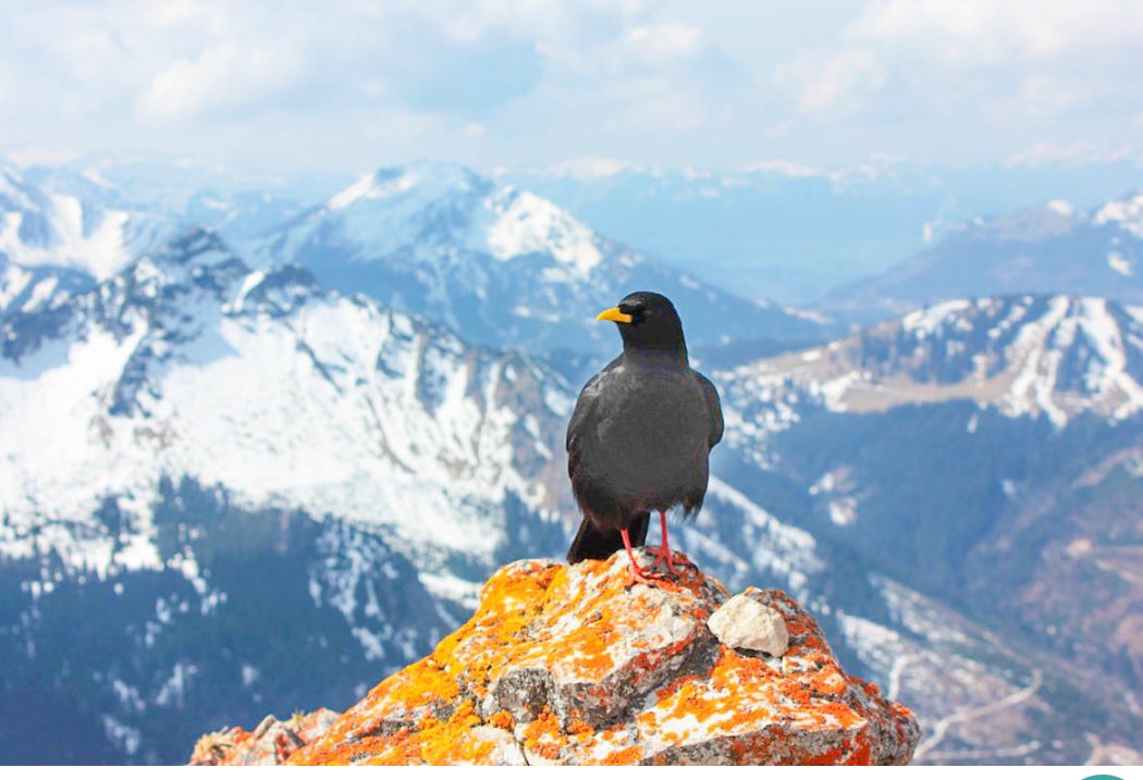 In this paper, <a href="/SebSeibold/">Sebastian Seibold</a>, @_tobiasrichter and co-authors investigated the #AlpineBirds community using  #bioacustic audio recorders and #RemoteSensing across vegetation and elevation gradients 
doi.org/10.1111/ddi.13…