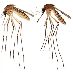 kamanzi_lilian's tweet photo. "Eradicating malaria is a shared responsibility. It requires collective action from the government, healthcare providers, communities, and international partners. Only by working together can we achieve a malaria-free future." protect your self from Mosquito bites.#underthenet https://t.co/FGYZ32Wl9P