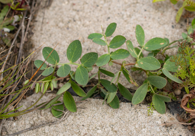 Look who’s back.. de zeldzame #Zeelathyrus!🌸
Door de renovatie van de dijk dreigden veel planten te verdwijnen. <a href="/levendarchief/">@LevendArchief</a> &amp; <a href="/WaardenburgEco/">Waardenburg Ecology</a>  verzamelden daarom vooraf zaden die naderhand uitgezaaid zijn. Ook #zeekool, #strandbiet, #zeevenkel &amp; #wilde_kool zijn weer terug!