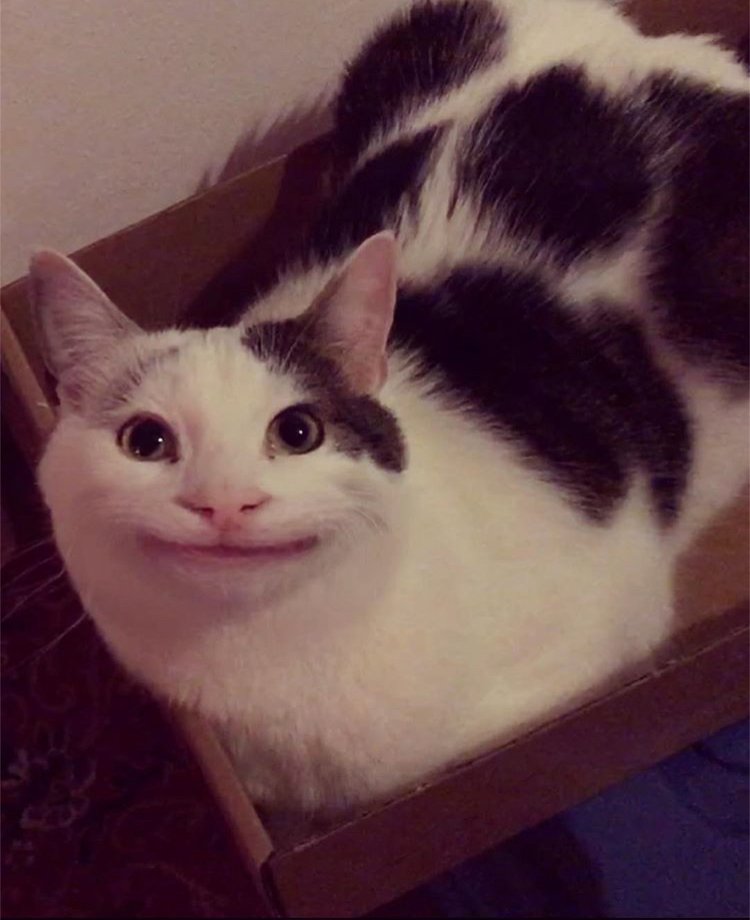 Polite Cat 😼 tweet media