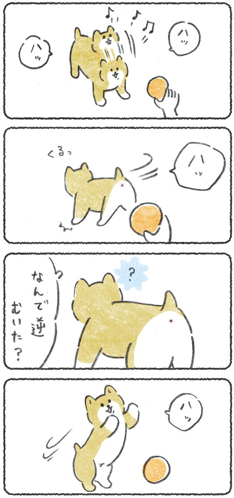 うまれてはじめてボールを見た子犬(思い出)
 #犬のいる幸せ 
