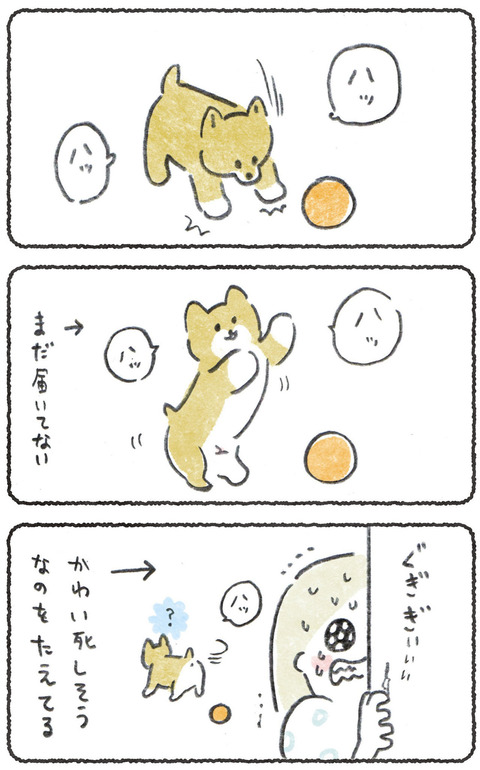 うまれてはじめてボールを見た子犬(思い出)
 #犬のいる幸せ 