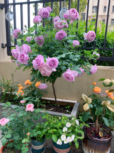 How does my little garden look?