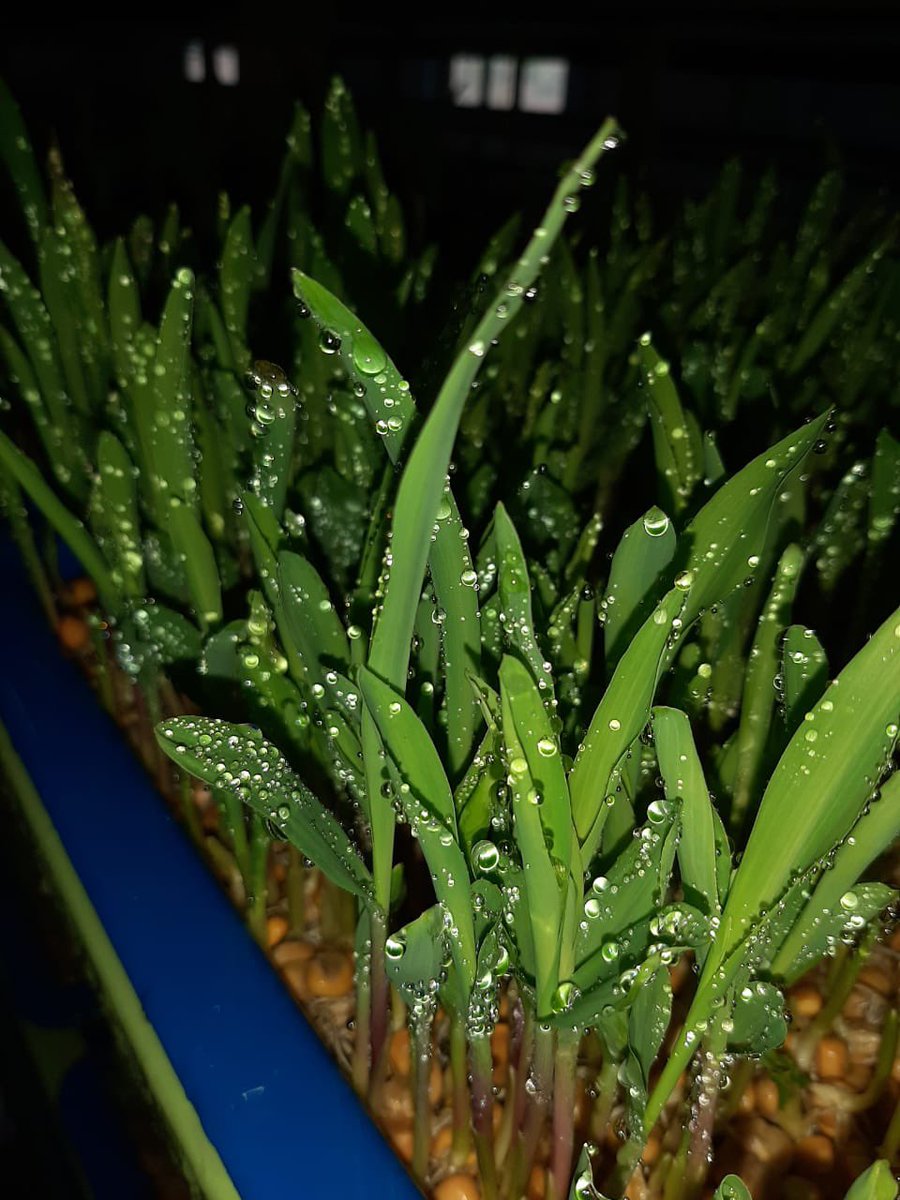 VijaySingh's tweet image. Thought of writing down a note on “how and why of #hydroponic #fodder” as that is the most common question I get asked - shunya.live/science-behind…