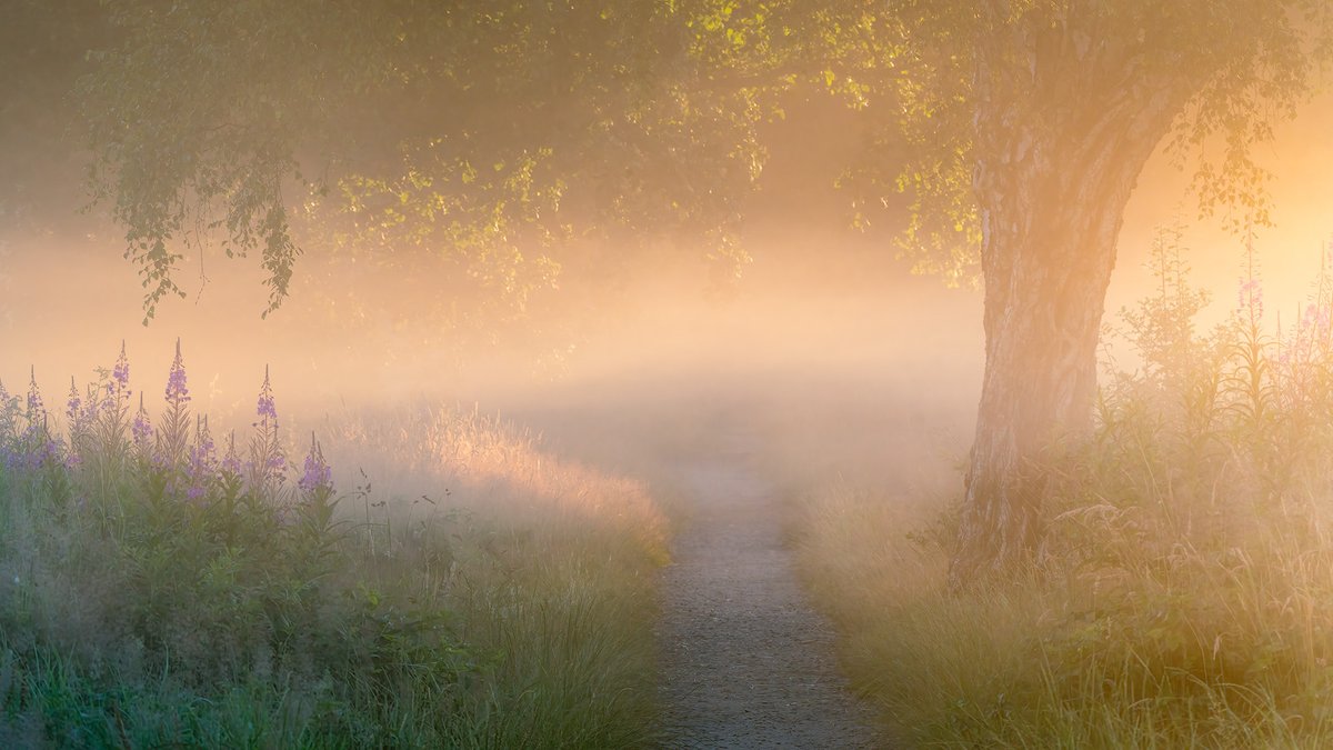 Steve Palmer tweet media