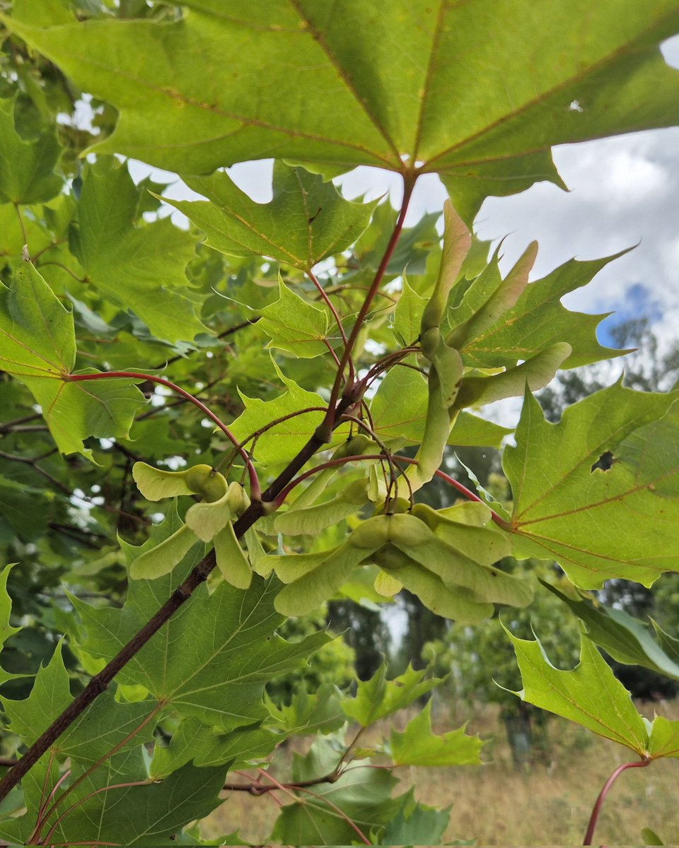 Tuotamme Rasilan viljelyksillä Hollolassa kotimaisia vaihtoehtoja perinteiseen metsänkasvatukseen. Oletko sinä jo kokeillut metsissäsi tammea, tervaleppää tai vaahteraa?