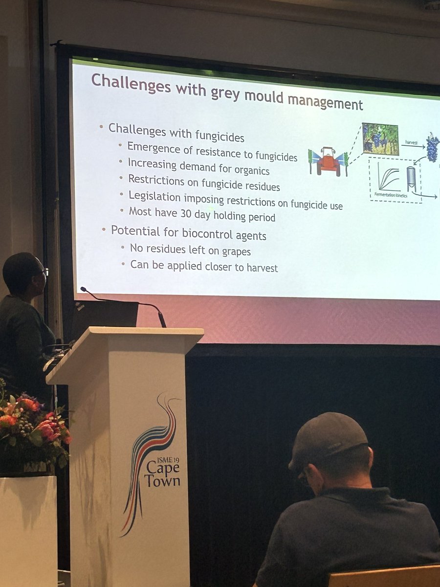 More #isme19 highlights from day 1: prof <a href="/setati_evodia/">Evodia Setati</a> from <a href="/StellenboschUni/">Stellenbosch University</a> shows that treating grapes on the vine with a bacterial/yeast community can be protect from grey mould, opening a solution for moving away from chemical fungicides without compromising wine quality