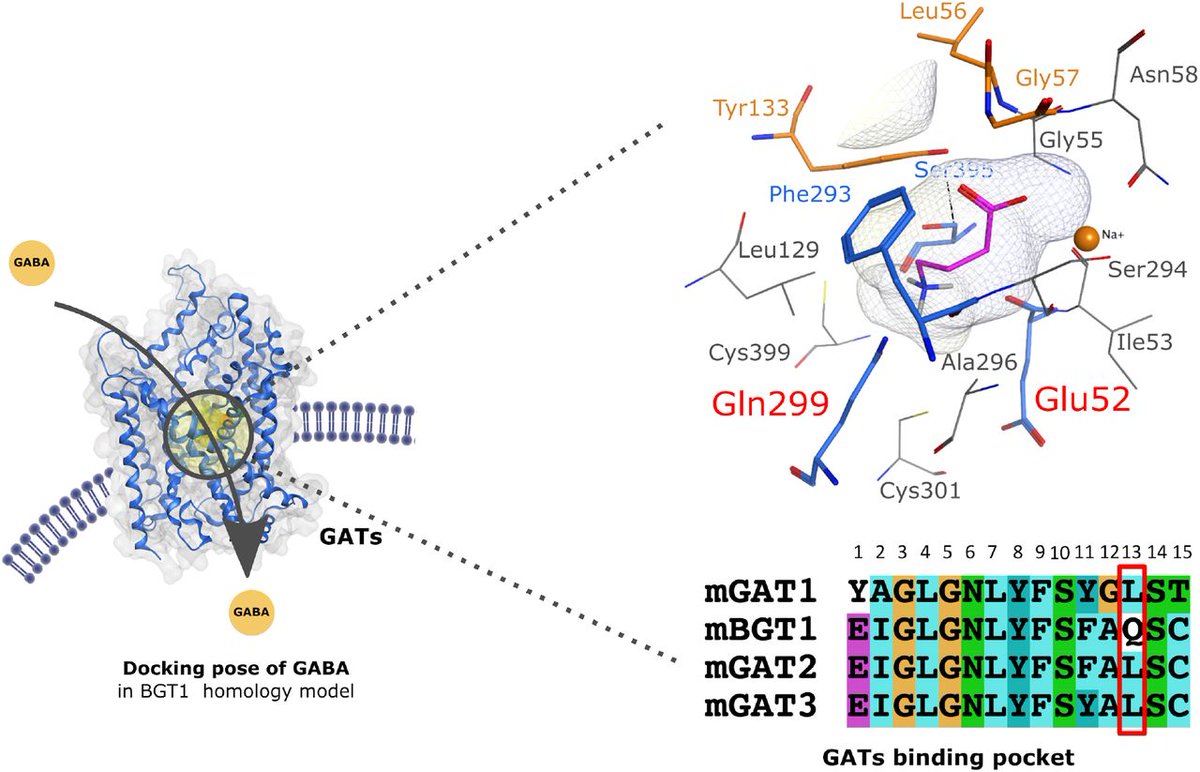 Don't miss our latest publication: Proteochemometric modeling strengthens the role of Q299 for GABA transporter subtype selectivity
#pharminfo #drugdesign #insilico <a href="/zmuvas/">Stefanie Kickinger</a> <a href="/EckerGerhard/">Gerhard Ecker</a> 
pharminfo.univie.ac.at/news-archive/d…