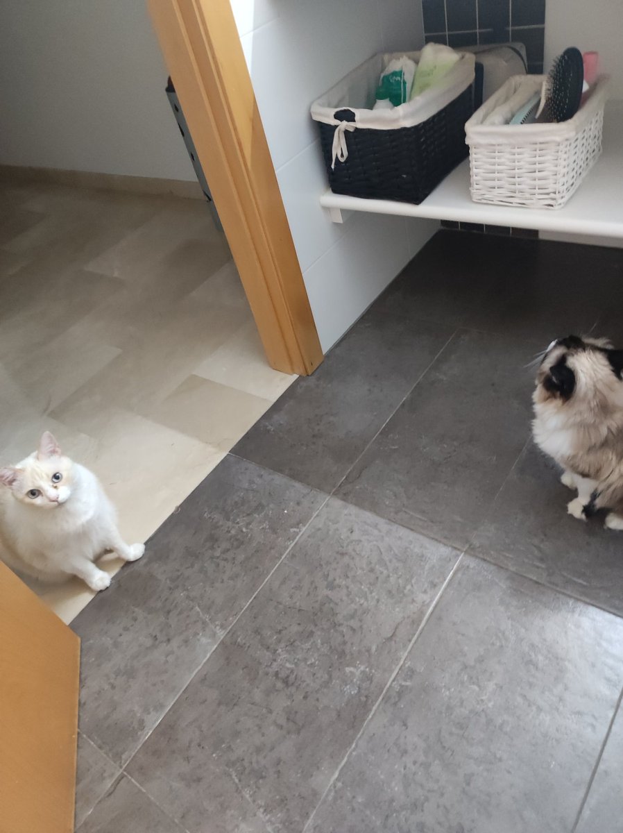 Pyly22's tweet image. Buenos días! Una nunca va sola al baño 😂. Que os toca hoy? Yo me encuentro fatal, pero toca ir al pediatra así que nada un ☕ y en marcha 🥲
#Martes #BuenosDiasATodos