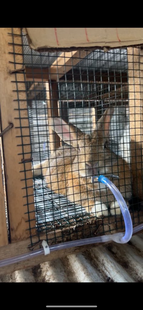 Flycorp_Farms's tweet photo. Rabbits are no longer just pets! 
Rabbit farming is now a profitable venture. Our farm equips youth with opportunities to explore various farming ventures including rabbit farming, so that they can maximize food security and sustainable income generation. https://t.co/jQJghBtLws