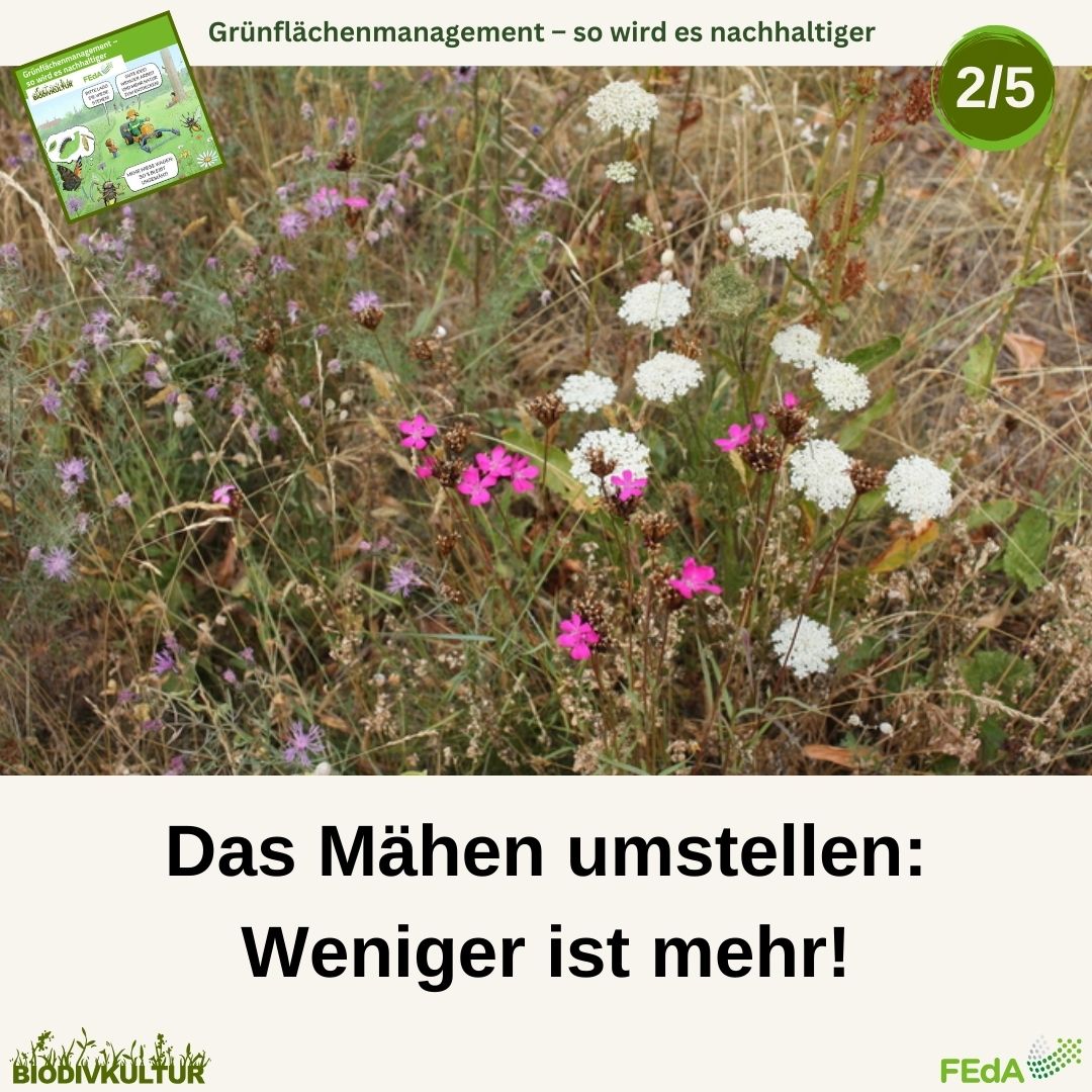 BioDivKultur (@biodivkultur) on Twitter photo Tipp 2️⃣ aus unserem Leitfaden lautet: Das Mähen umstellen! Heißt konkret: Weniger mähen! Oft genügt es, nur 1-2 Mal im Jahr zu mähen. Zudem sollten Balkenmäher eingesetzt werden. Die Insekten werden es uns danken. 🦗🐞 <a href="/FEdA_Biodiv/">FEdA | Biodiversität erforschen und erhalten</a>
feda.bio/de/pressemitte… Tipp 2️⃣ aus unserem Leitfaden lautet: Das Mähen umstellen! Heißt konkret: Weniger mähen! Oft genügt es, nur 1-2 Mal im Jahr zu mähen. Zudem sollten Balkenmäher eingesetzt werden. Die Insekten werden es uns danken. 🦗🐞 <a href="/FEdA_Biodiv/">FEdA | Biodiversität erforschen und erhalten</a>
feda.bio/de/pressemitte…